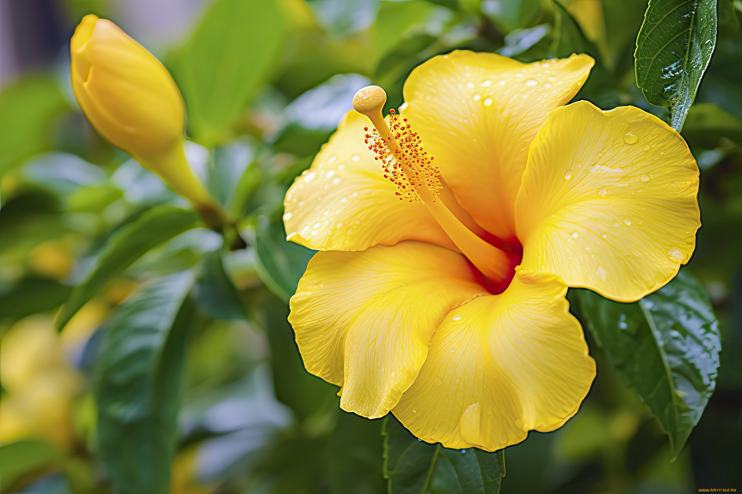 цветы, гибискусы, желтый, гибискус, капли, макро
