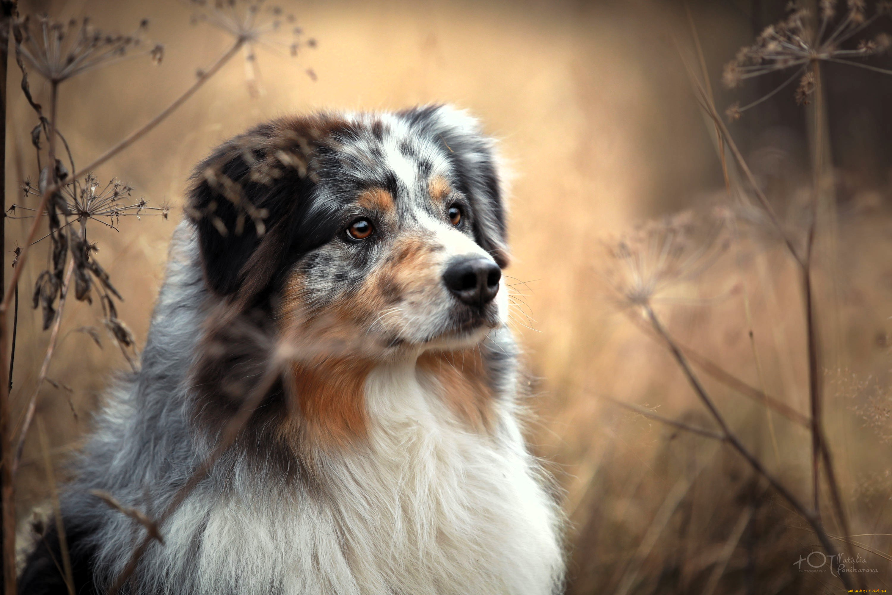 животные, собаки, собака, луг, трава, зонтики, сухостой, осень