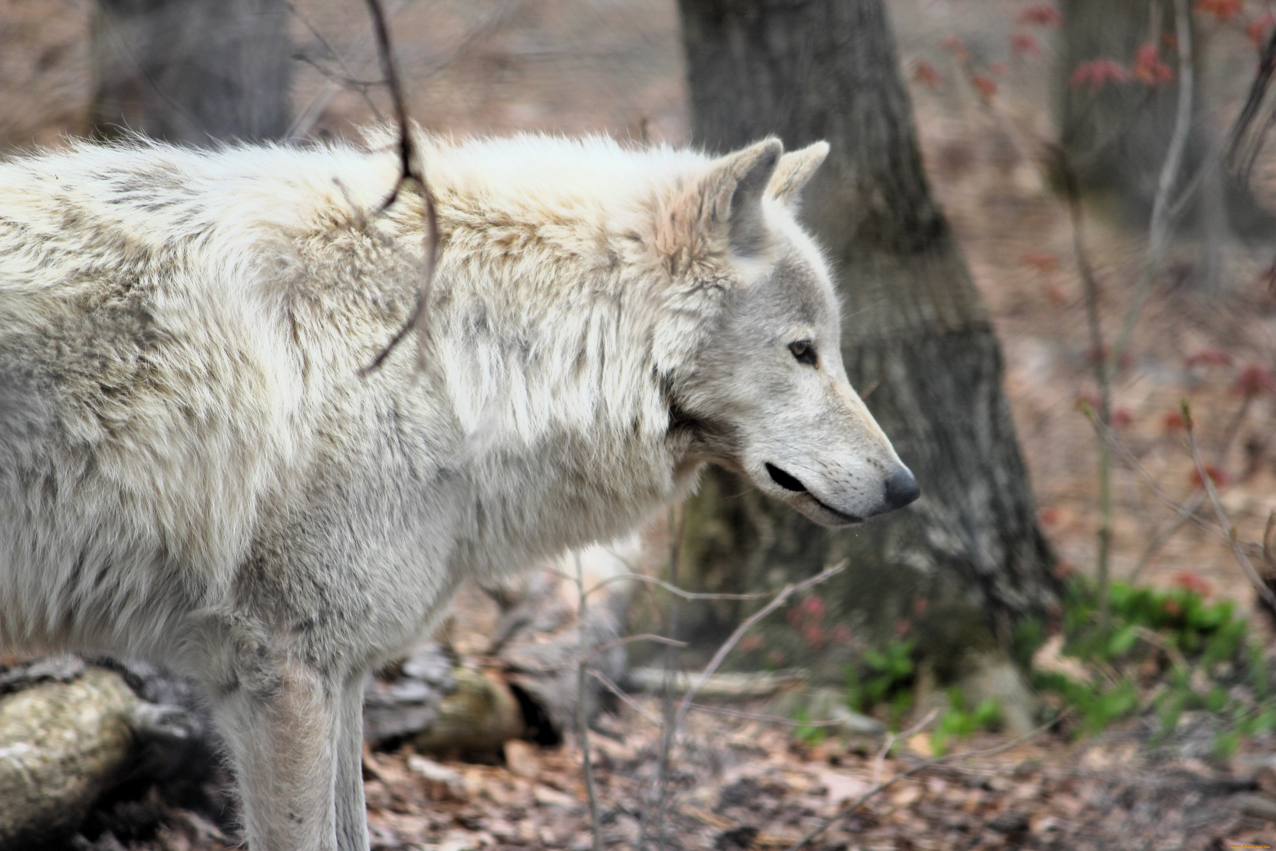 животные, волки, , койоты, , шакалы, волк, лес, осень