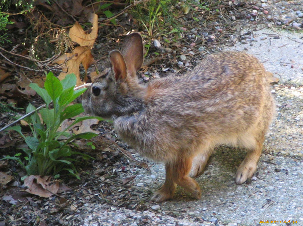 животные, кролики, зайцы