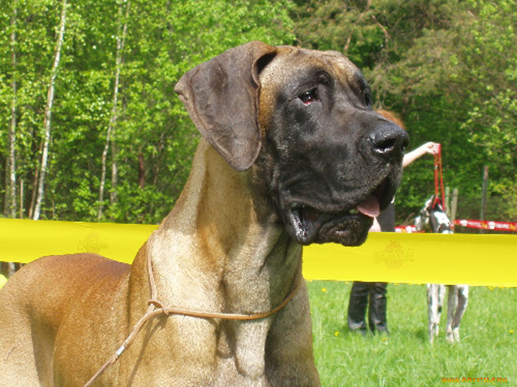 животные, собаки