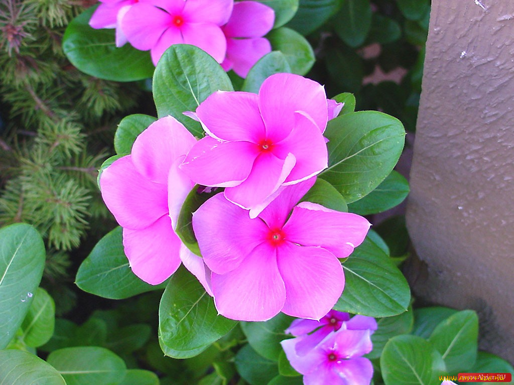 цветы, катарантусы