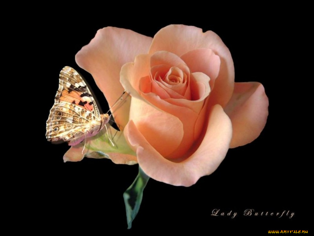 цветы, розы