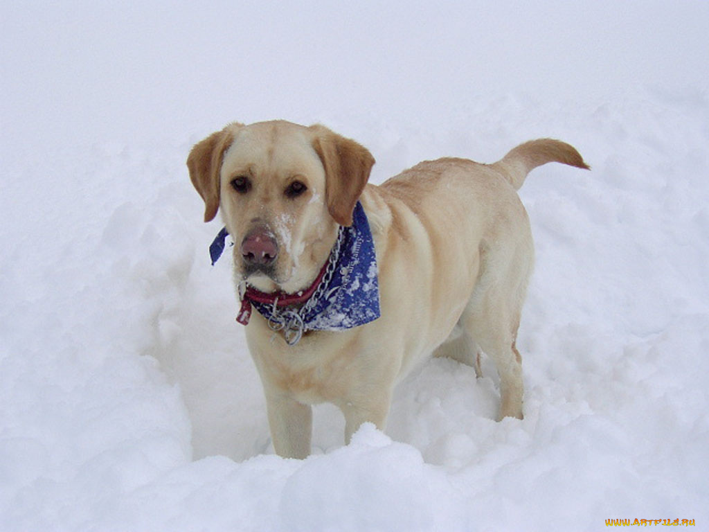 животные, собаки