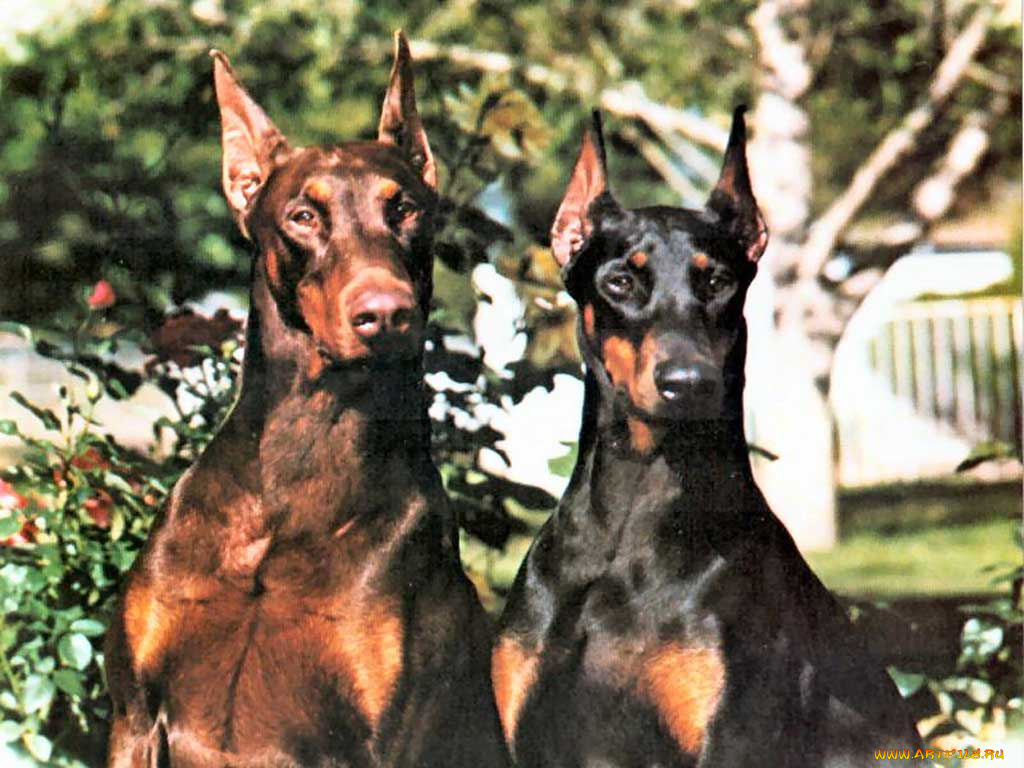 животные, собаки