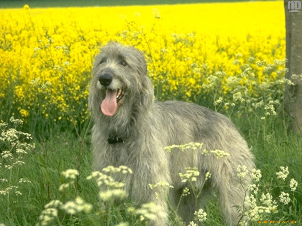 животные, собаки