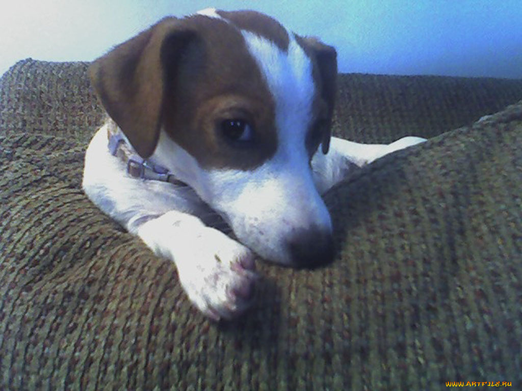 животные, собаки