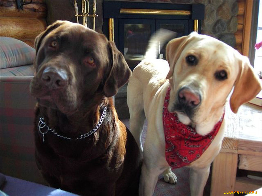 животные, собаки