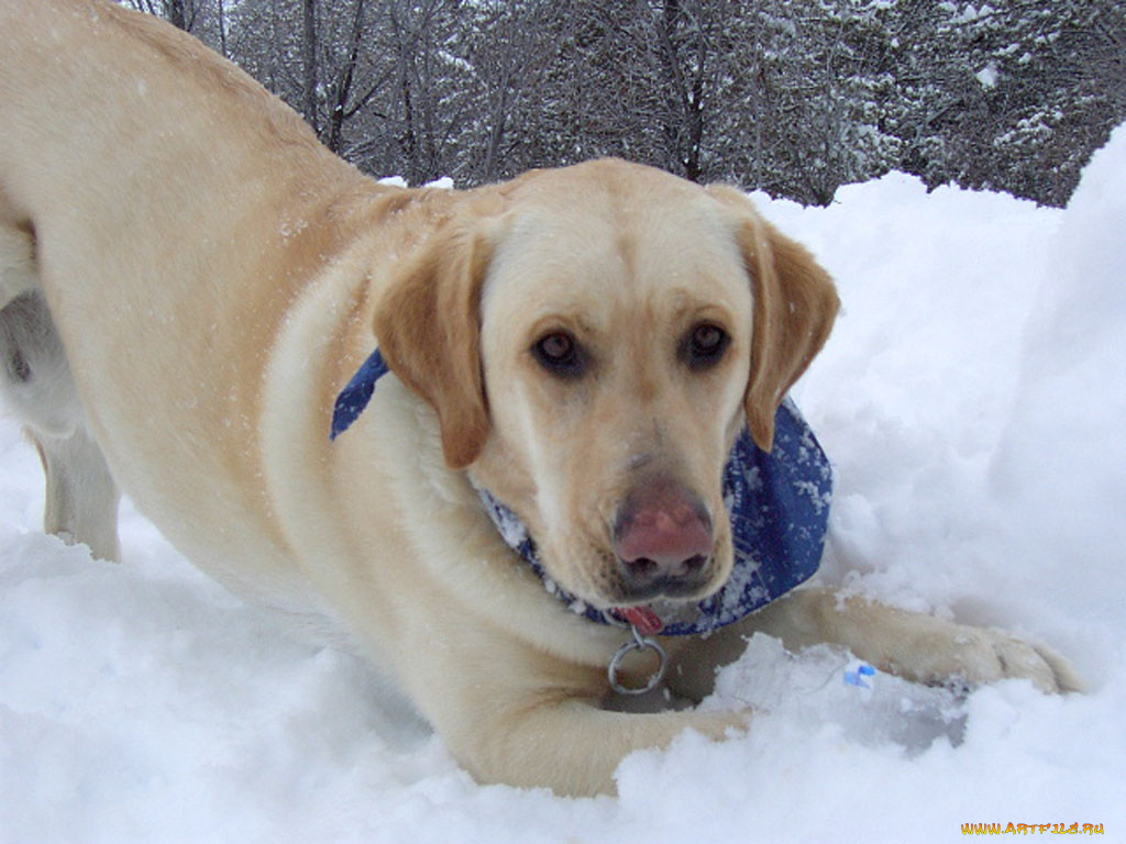 животные, собаки