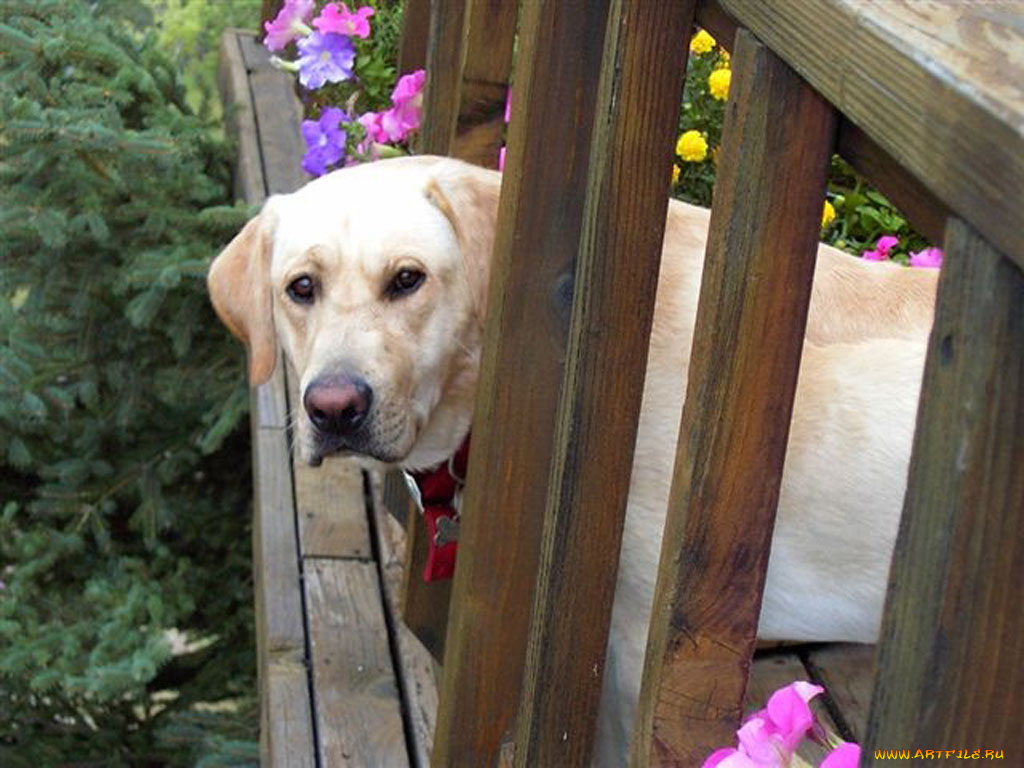 животные, собаки