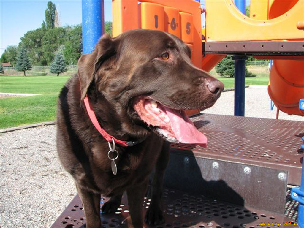 животные, собаки