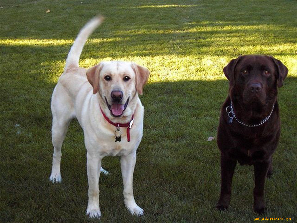 животные, собаки