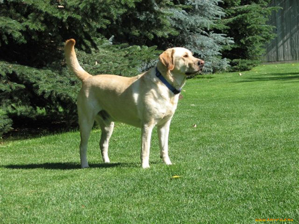 животные, собаки