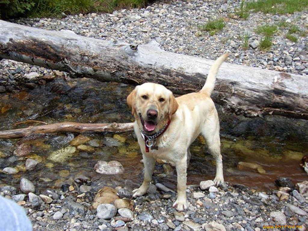 животные, собаки