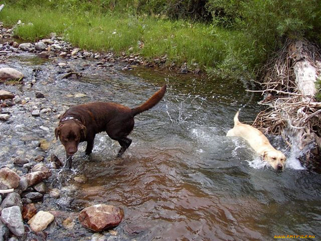 животные, собаки