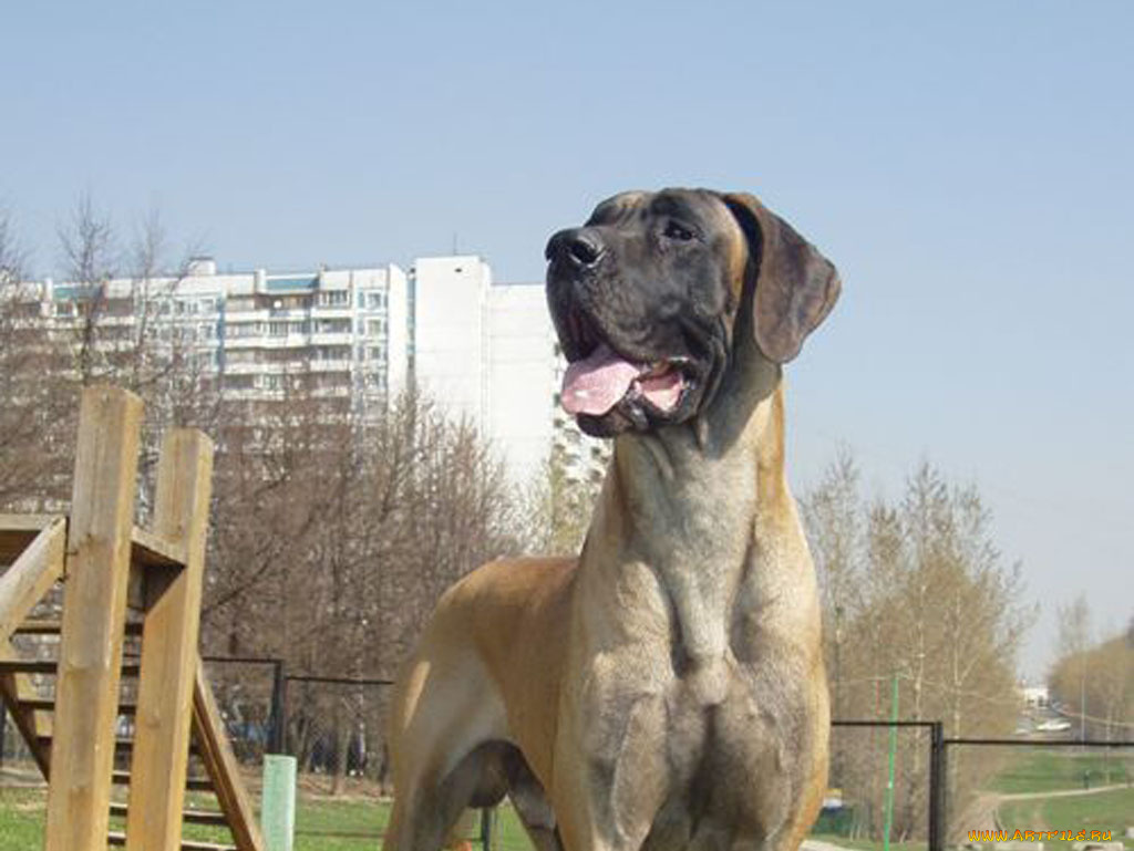 животные, собаки