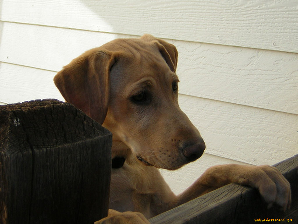 животные, собаки