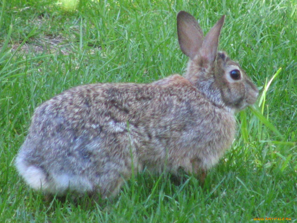 животные, кролики, зайцы