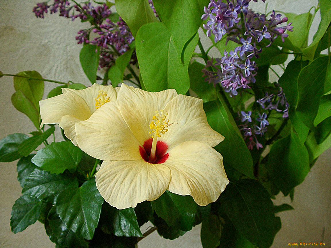 цветы, разные, вместе