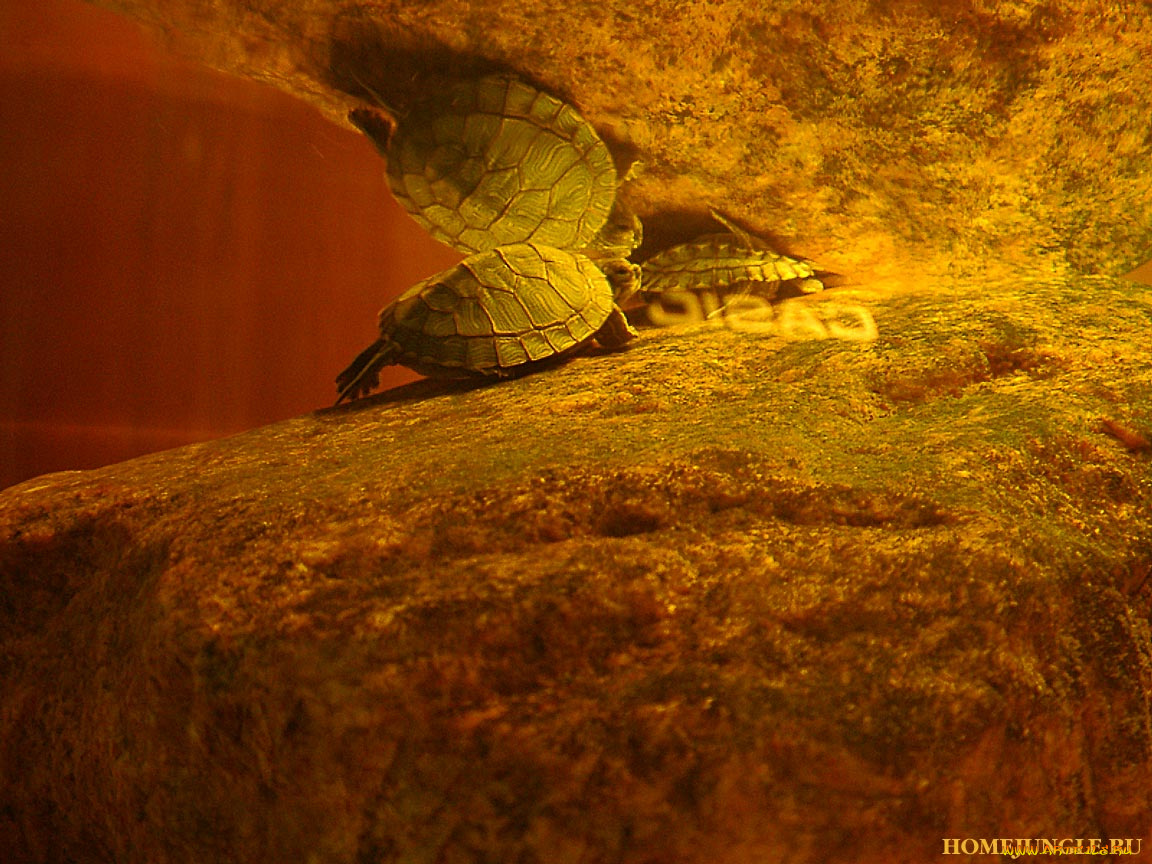 животные, Черепахи