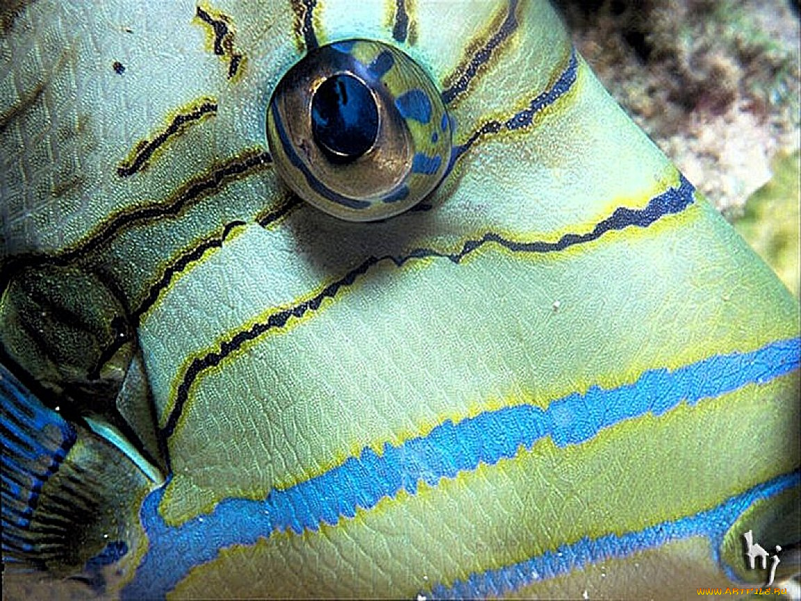 животные, рыбы