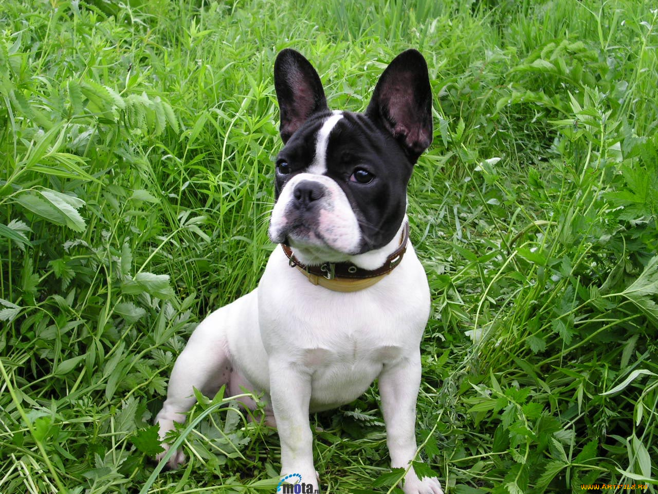 животные, собаки