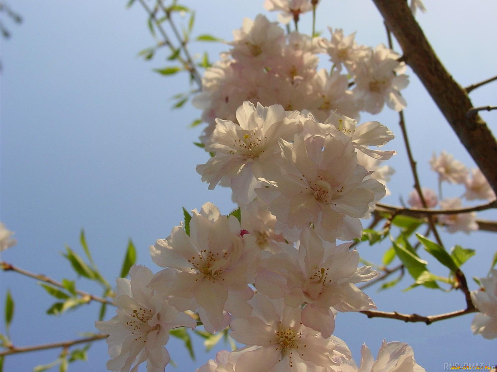 цветы, цветущие, деревья, кустарники