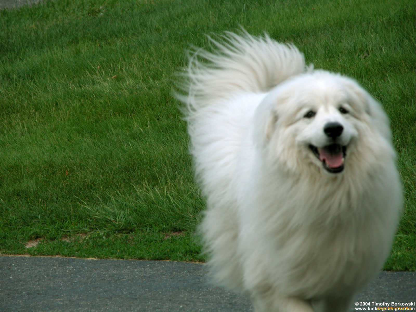 животные, собаки