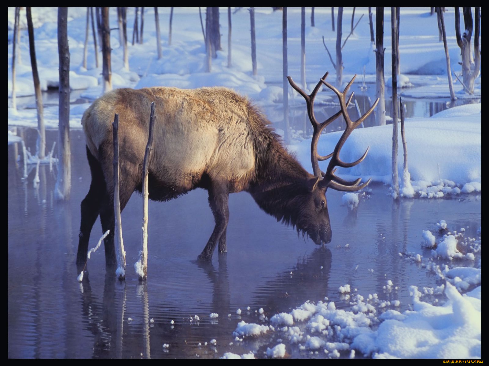 животные, олени