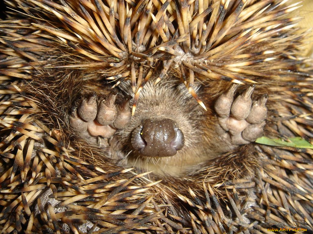 животные, ежи