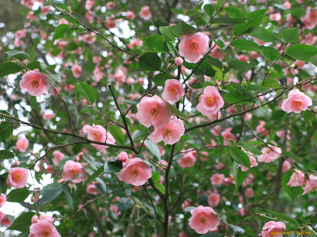 цветы, камелии