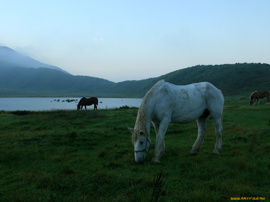 животные, лошади