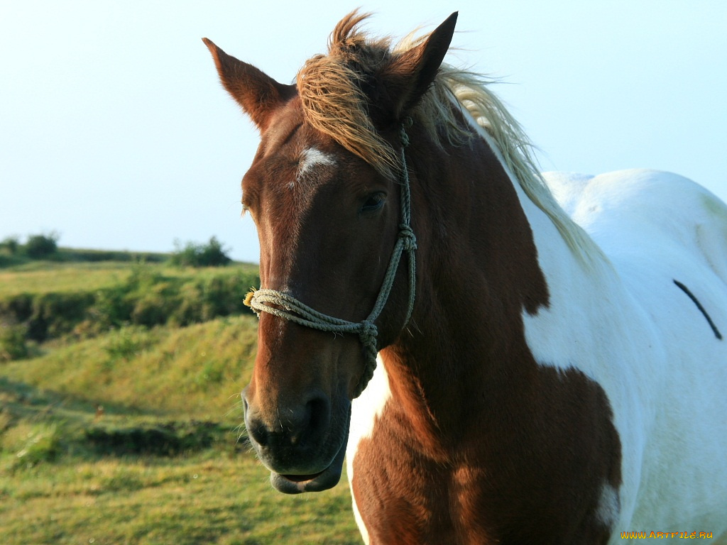 животные, лошади