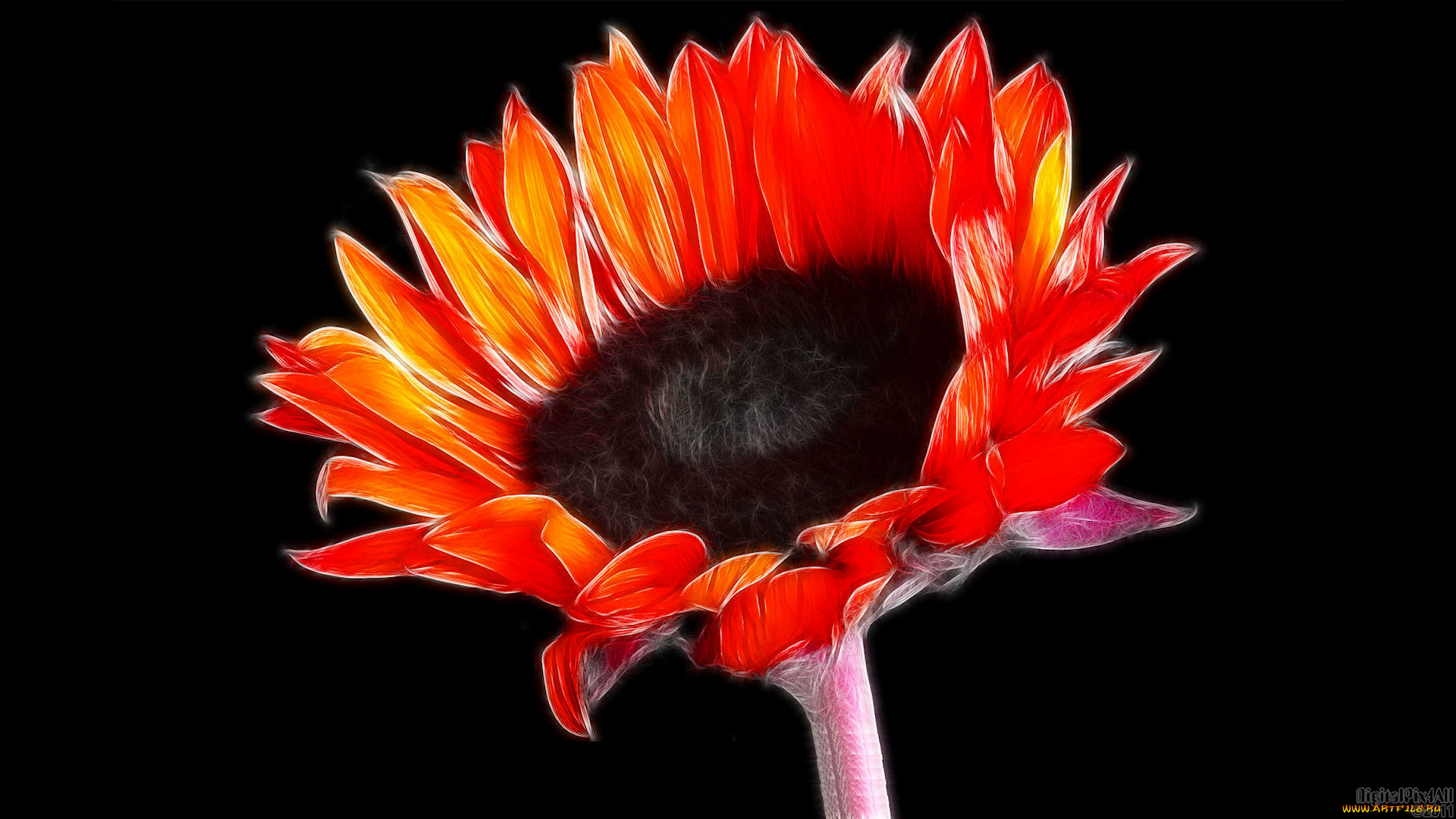 3д, графика, flowers, цветы, фон, цветок, тёмный