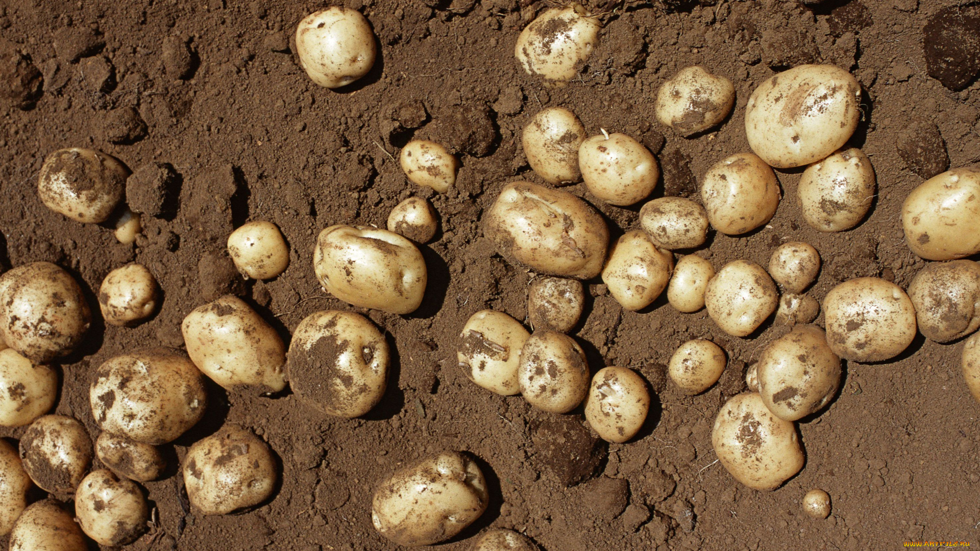 еда, картофель