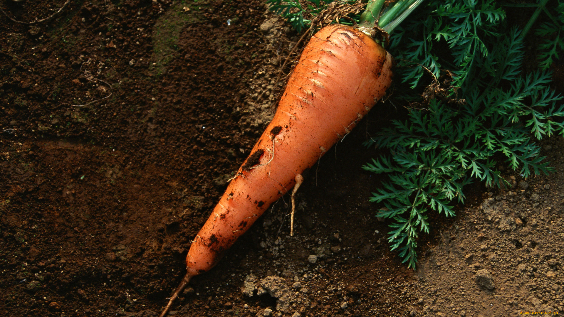 еда, морковь, свежая, сочная, вкусная