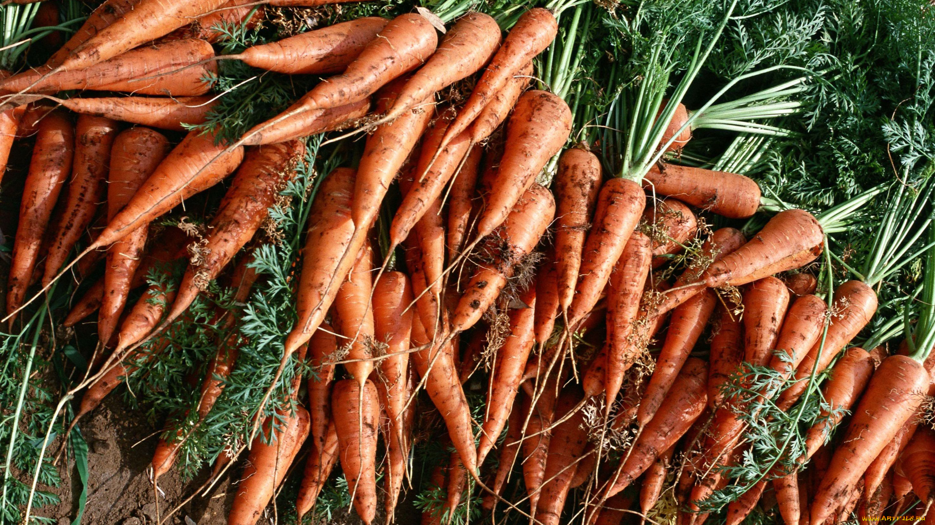 еда, морковь, свежая, сочная, вкусная