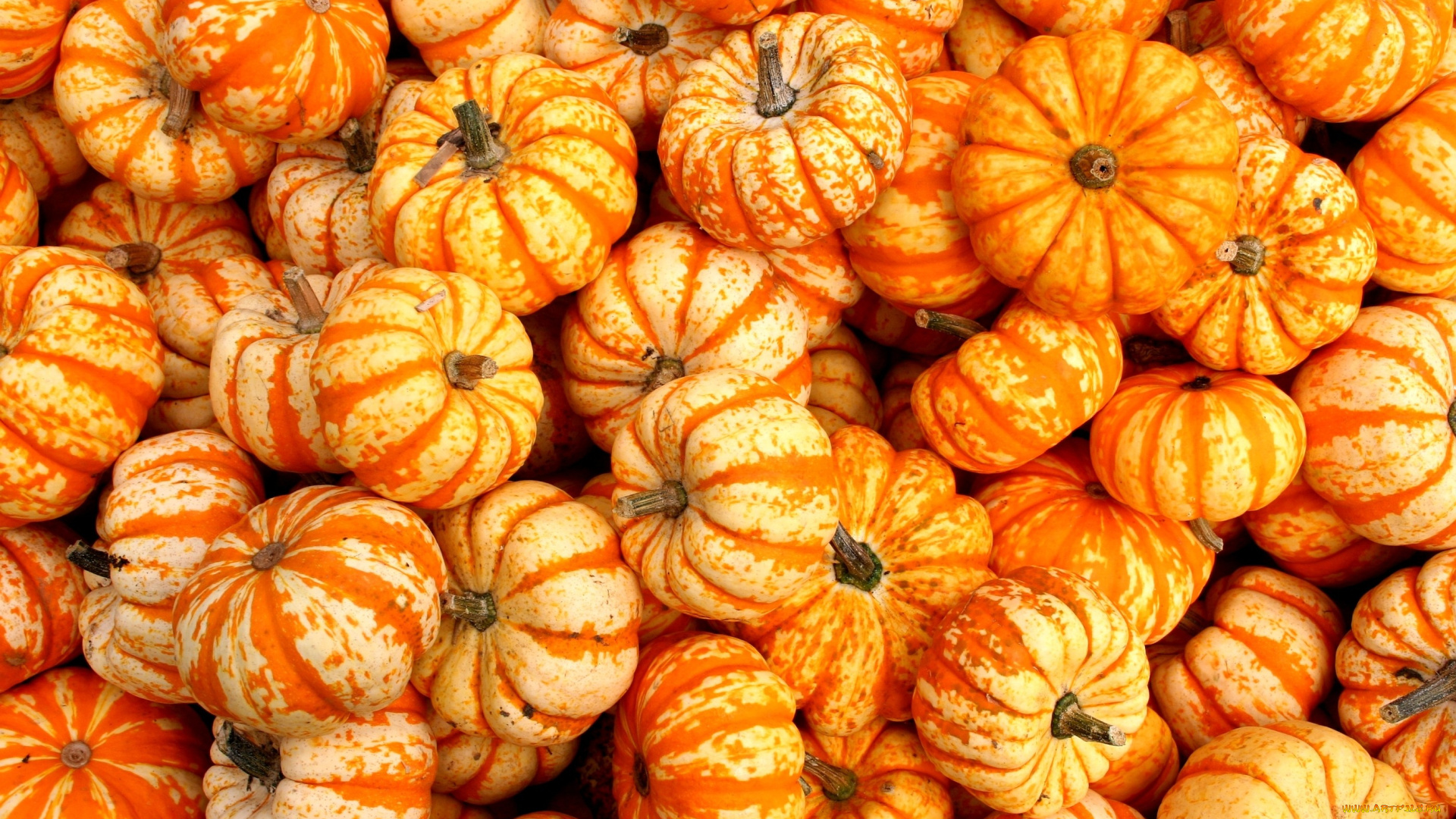 еда, тыква, оранжевый, много