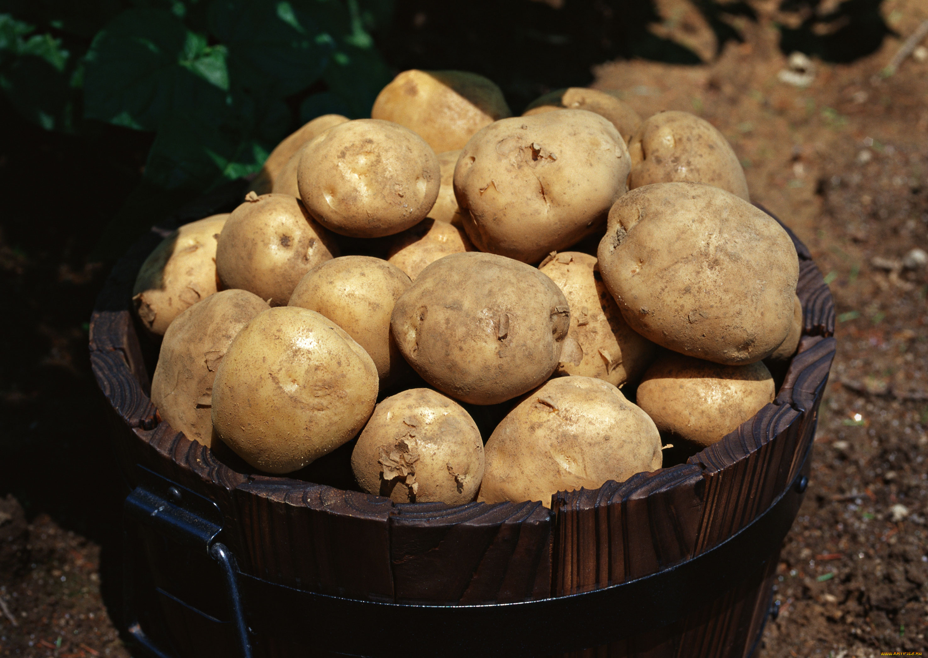 еда, картофель