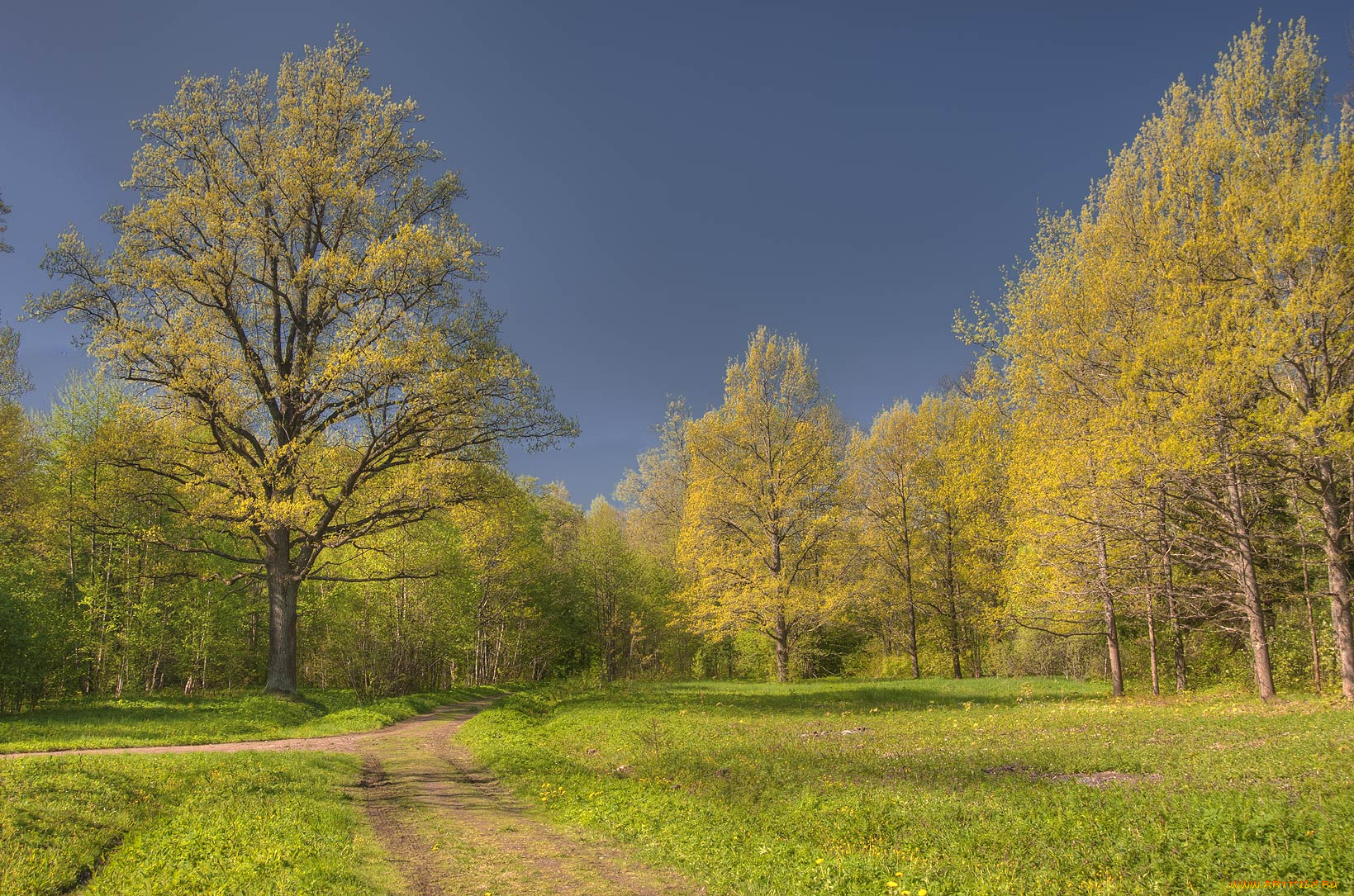 природа, дороги, дорога, лес