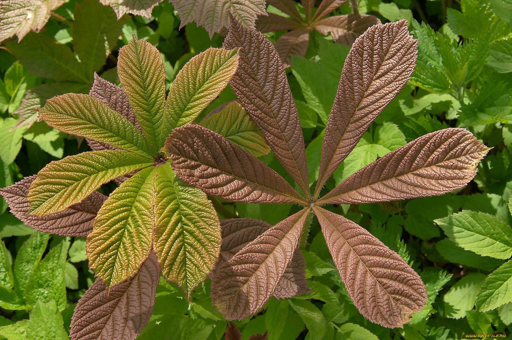 природа, листья, ветка