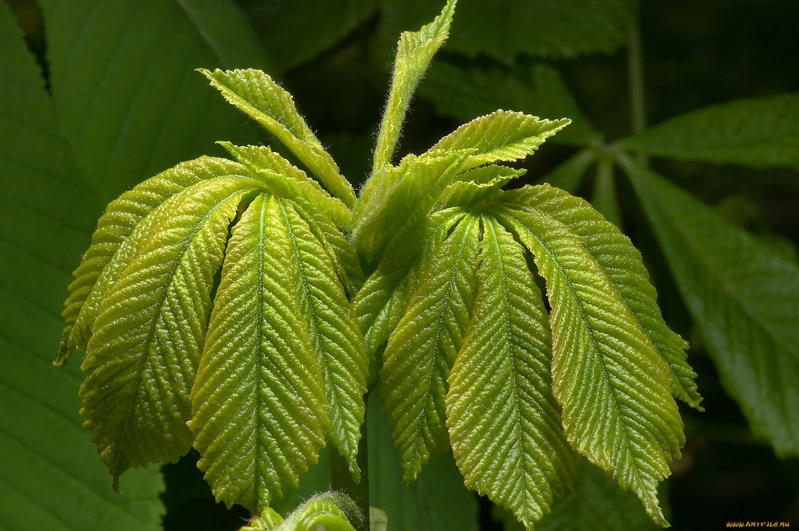 природа, листья, ветка