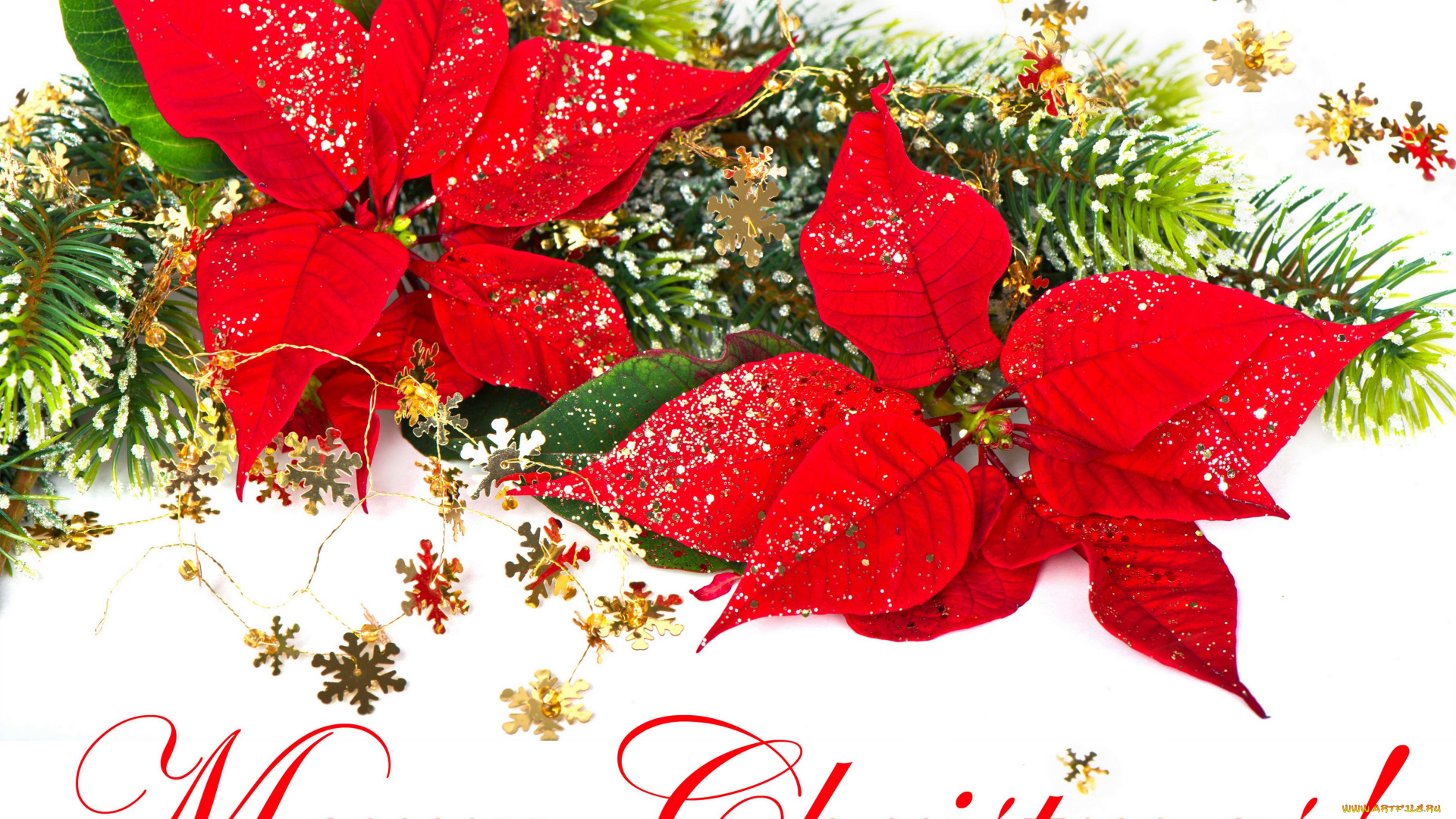 merry, christmas, праздничные, мишура, гирлянды, цветы, снежинки, пуансетия, цветок