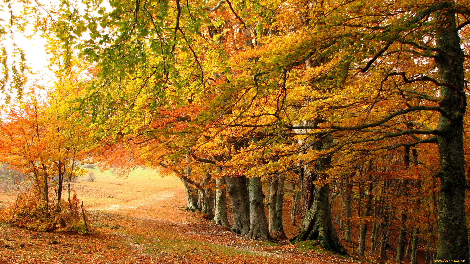 природа, деревья, осень, лес