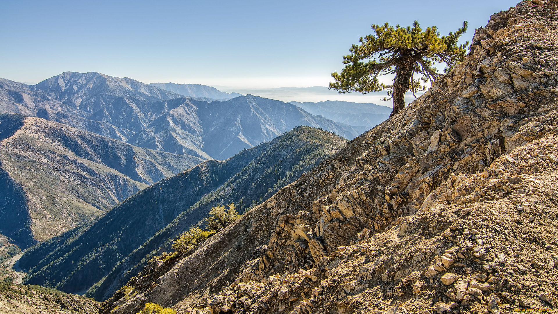 природа, горы, сосна, дерево