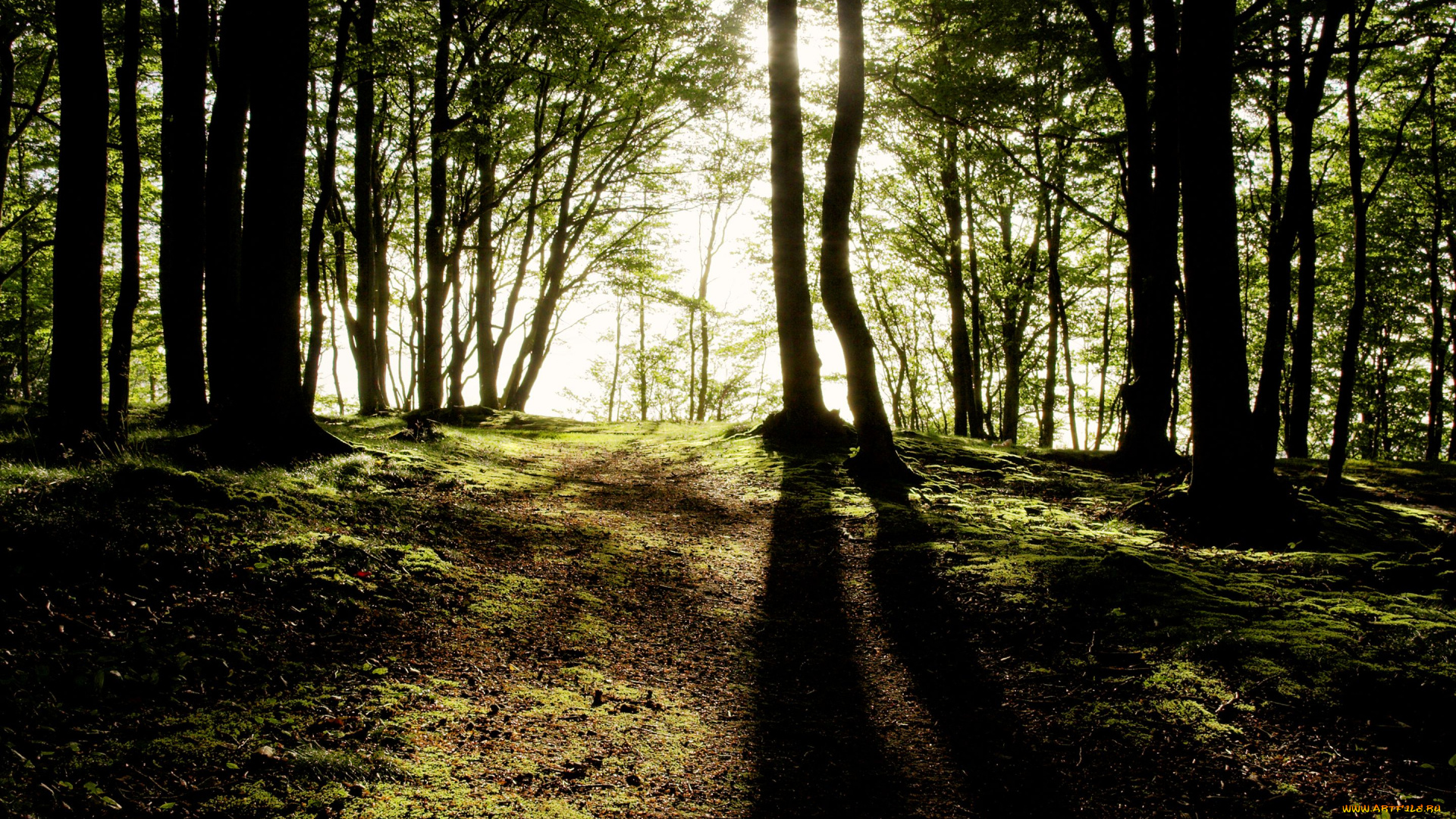 природа, лес, деревья