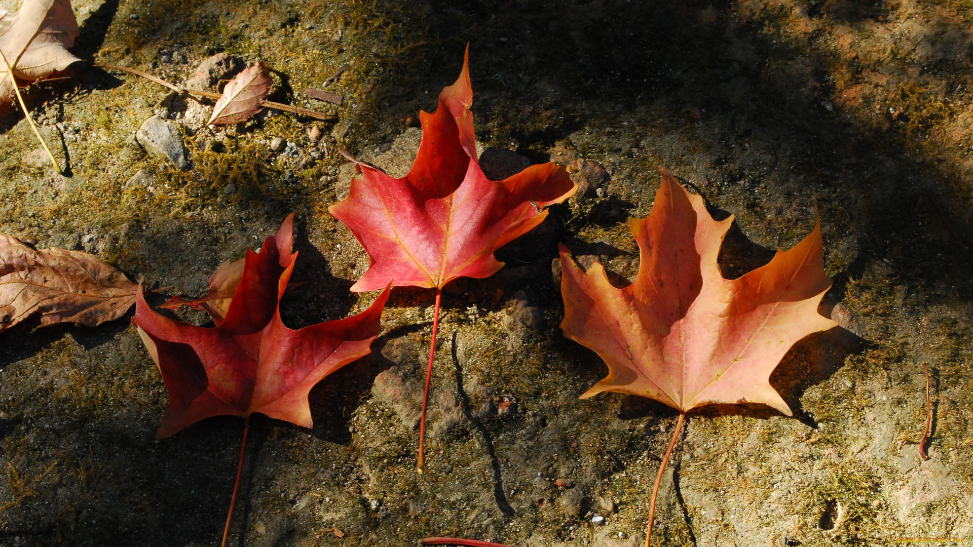 природа, листья, клен