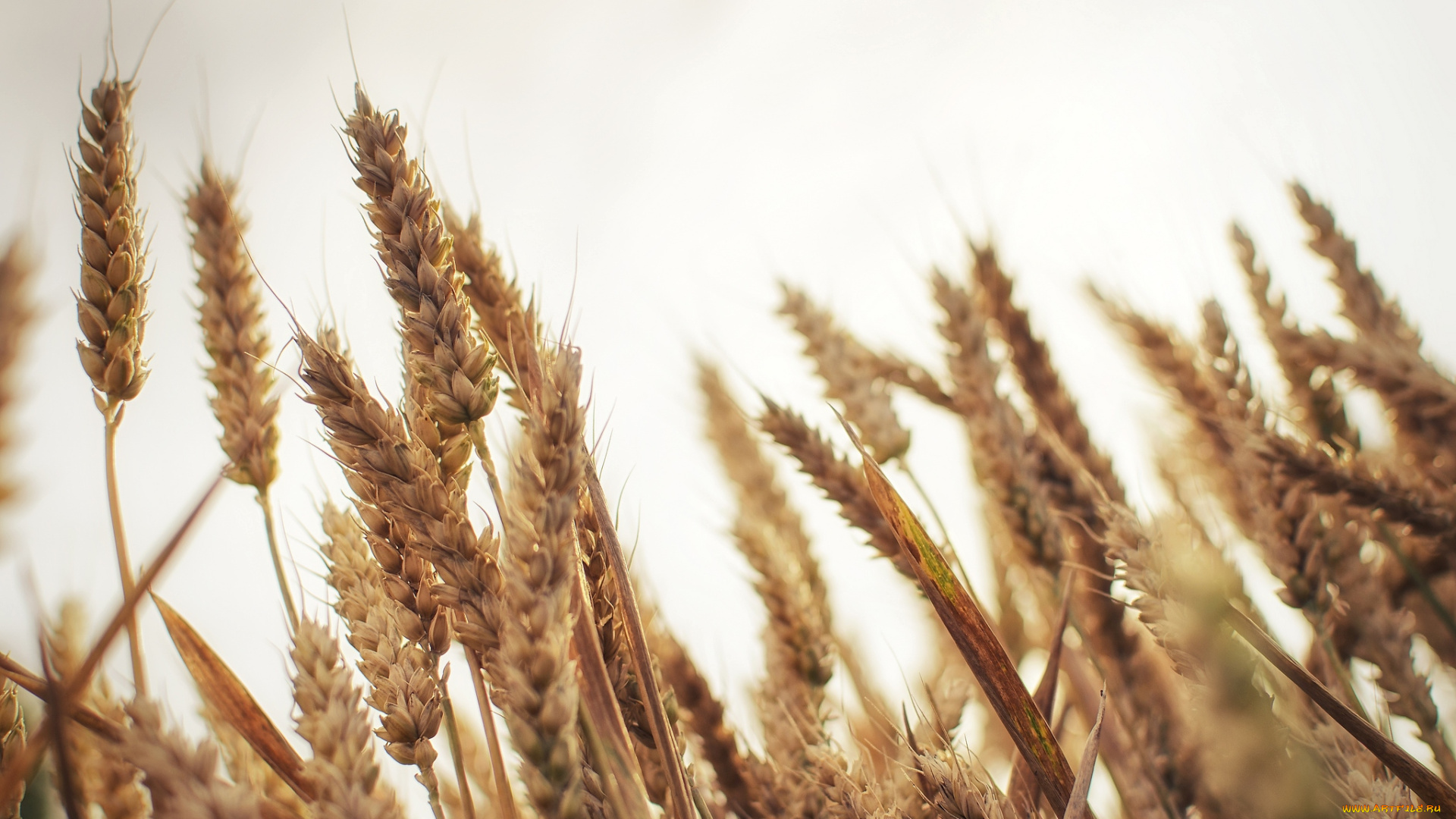 природа, макро, колоски, пшеница, поле