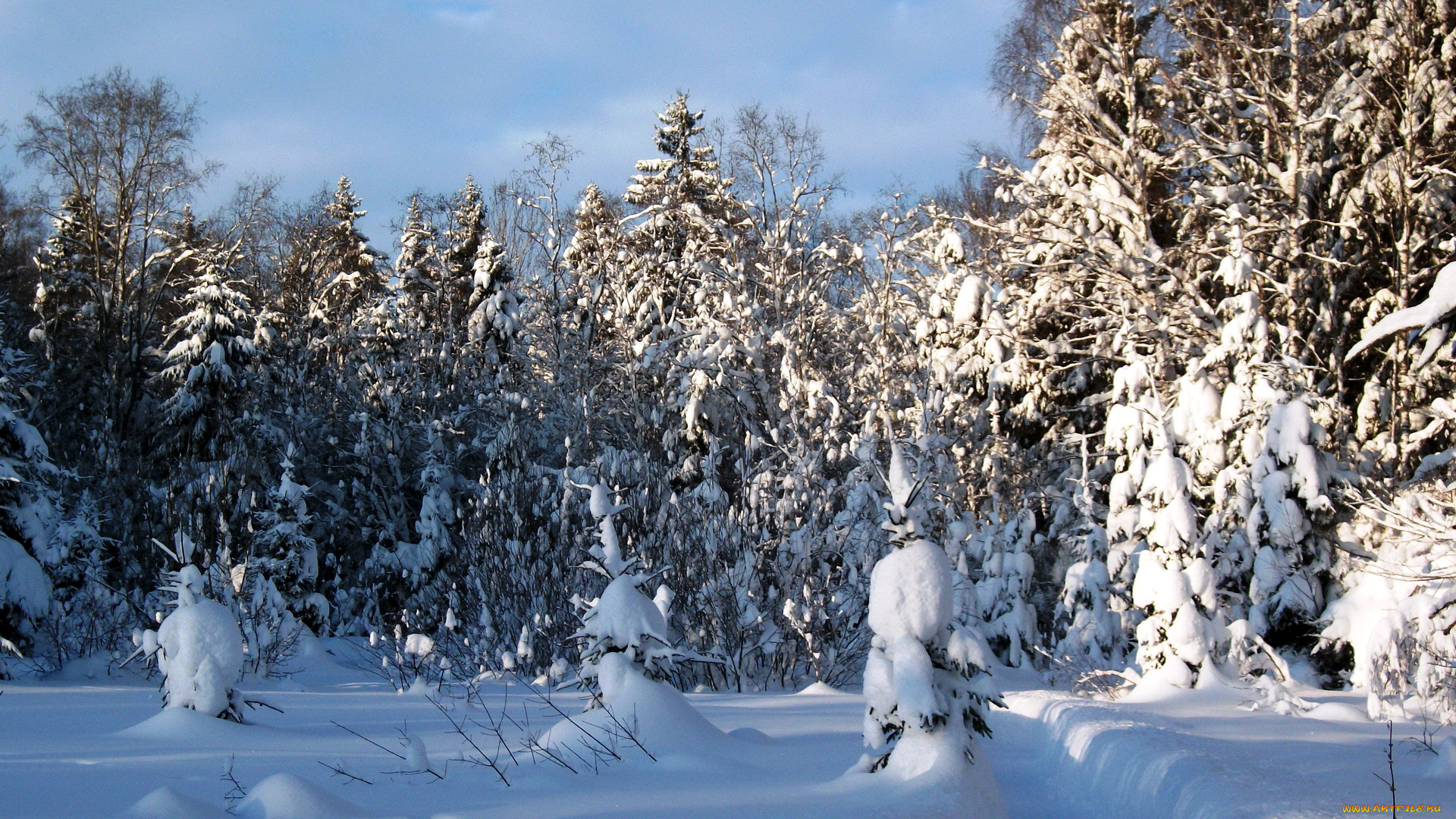 природа, зима, лес