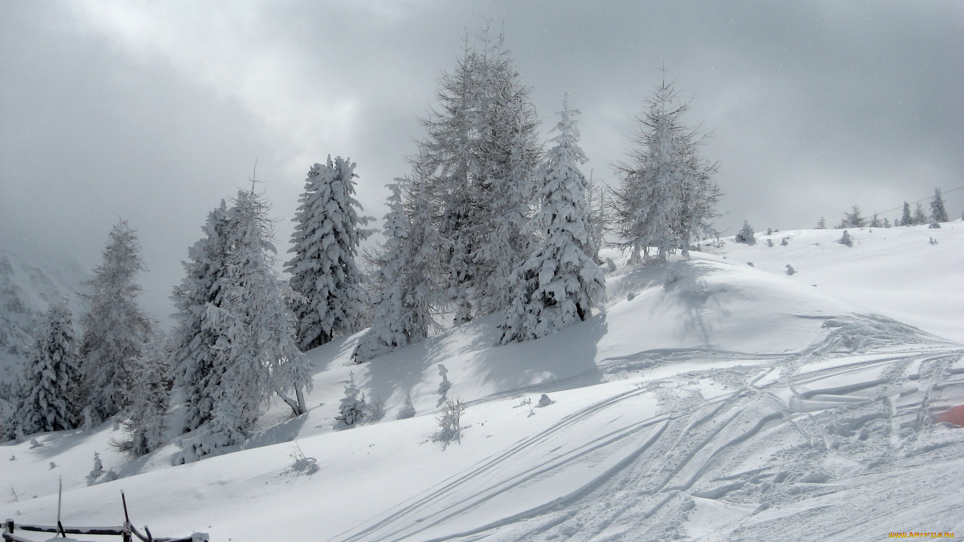 природа, зима, снег, ели